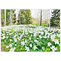 Utan vit kant